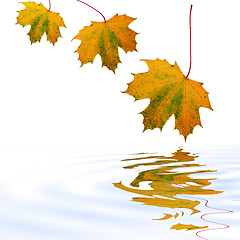 Image showing Falling Leaves