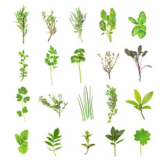 Image showing Fresh Herb Selection