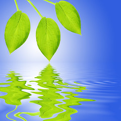 Image showing Green Leaf Reflection