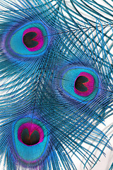 Image showing Peacock Feathers