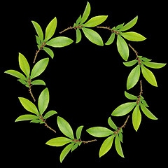 Image showing Bay Leaf Garland