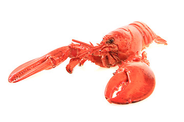 Image showing orange lobster isolated