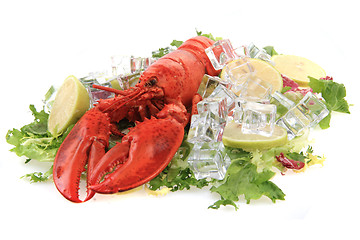 Image showing orange lobster isolated