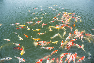 Image showing Koi fish pond