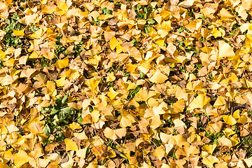 Image showing Ginkgo Leaves 