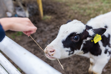 Image showing Baby cow in farm