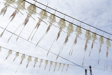 Image showing Drying Squid under sunlight