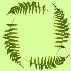 Image showing  Fern Leaves