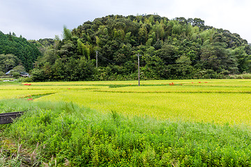 Image showing Paddy rice field