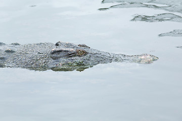 Image showing Crocodile swimming