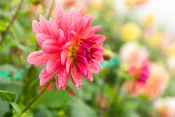 Image showing Chrysanthemum