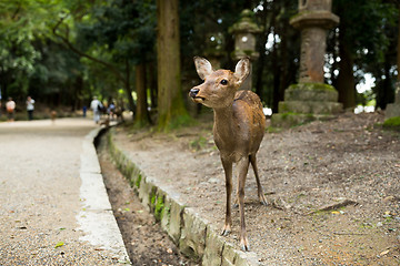 Image showing Deer in park