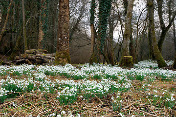 Image showing Snowdrops in Spring