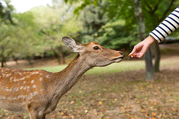 Image showing Feeding deer in a park