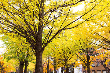 Image showing Ginkgo tree in the park