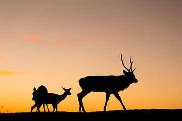 Image showing Silhouette of deer at evening
