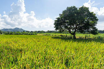 Image showing Rice meadow and tree