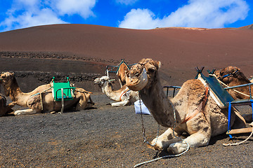 Image showing Camels in Timanfaya National Park on Lanzarote.