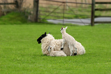 Image showing Spring Lambs