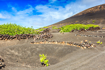 Image showing Wine Region of Lanzarote early in the season