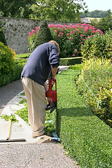 Image showing Hedge Cutting