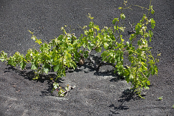 Image showing Wine grapes grow on logs in the lava sands of Lanzarote.