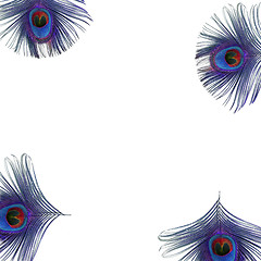 Image showing Peacock Feather Eyes