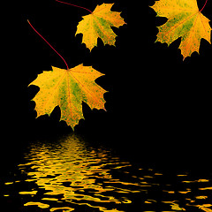 Image showing Trio of Golden Leaves
