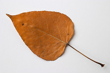 Image showing Autumn yellow dry leaf on white background
