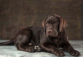 Image showing The portrait of a black Labrador dog taken against a dark backdrop.