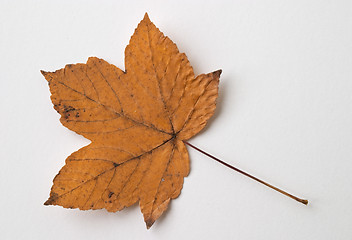 Image showing Autumn yellow dry leaf on white background