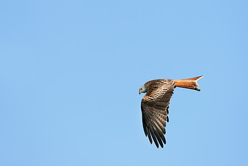 Image showing Red Kite Eagle