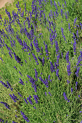 Image showing Lavender