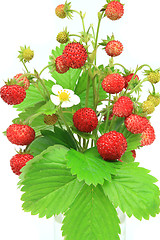 Image showing Wild strawberry