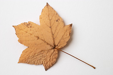 Image showing Autumn yellow dry leaf on white background