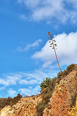 Image showing  beach of Portimao