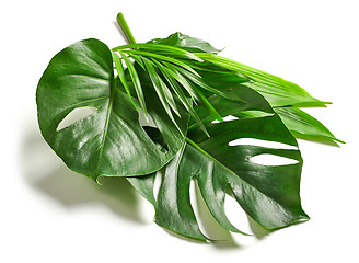 Image showing various tropical leaves