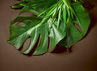 Image showing tropical leaves on dark brown background