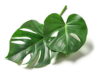 Image showing Tropical leaves of monstera plant