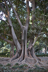 Image showing Maria Luisa Park, Seville, Spain