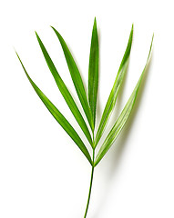 Image showing leaf of Areca palm