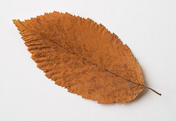 Image showing Autumn yellow dry leaf on white background