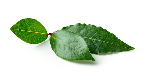 Image showing Fresh bay leaves