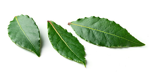 Image showing Fresh bay leaves