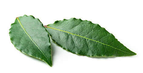 Image showing Fresh bay leaves