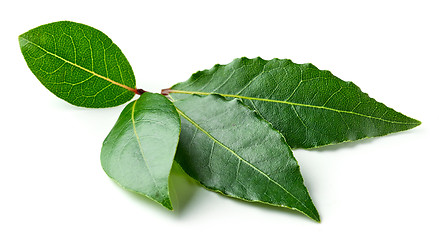 Image showing Fresh bay leaves