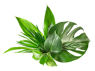 Image showing various tropical leaves 