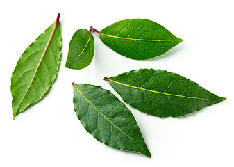 Image showing Fresh bay leaves