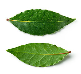 Image showing Fresh bay leaves