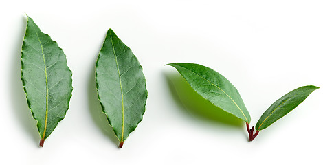 Image showing Fresh bay leaves